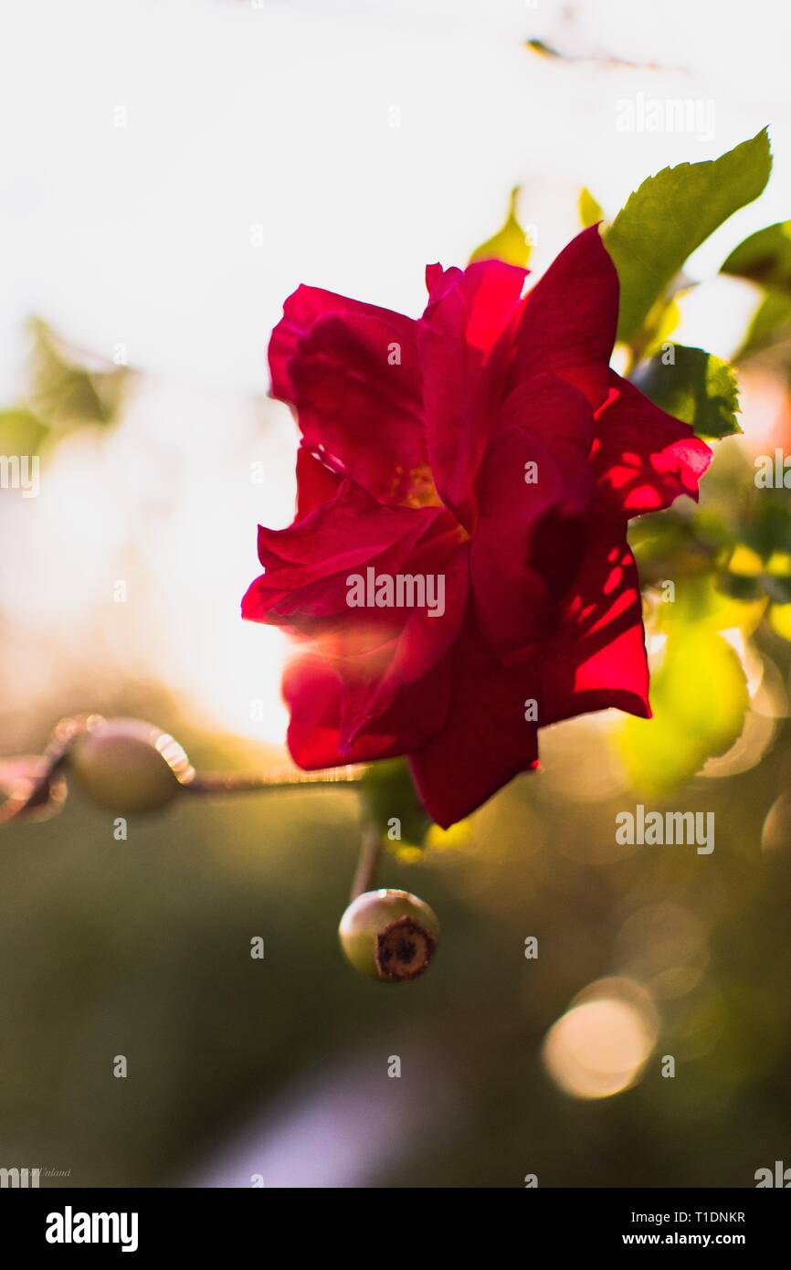 Heritage Rose in the golden light of the sunset Stock Photo