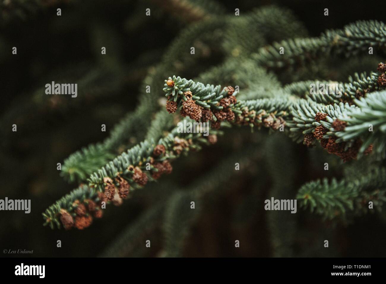 Little Pine Cones in a forest in Wanaka, NZ Stock Photo