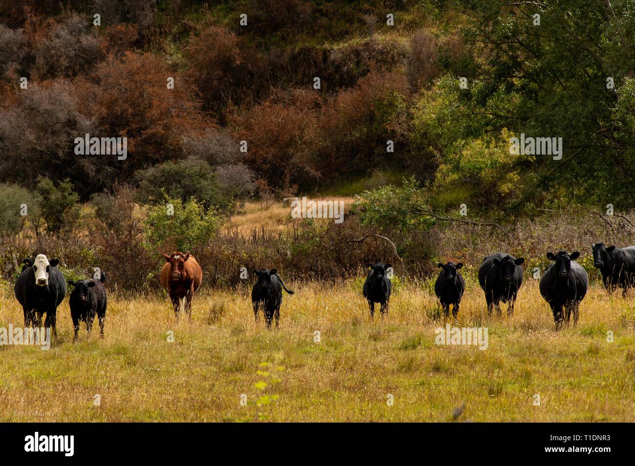 Curious Cows in a paddock by Crown Range Road, NZ Stock Photo