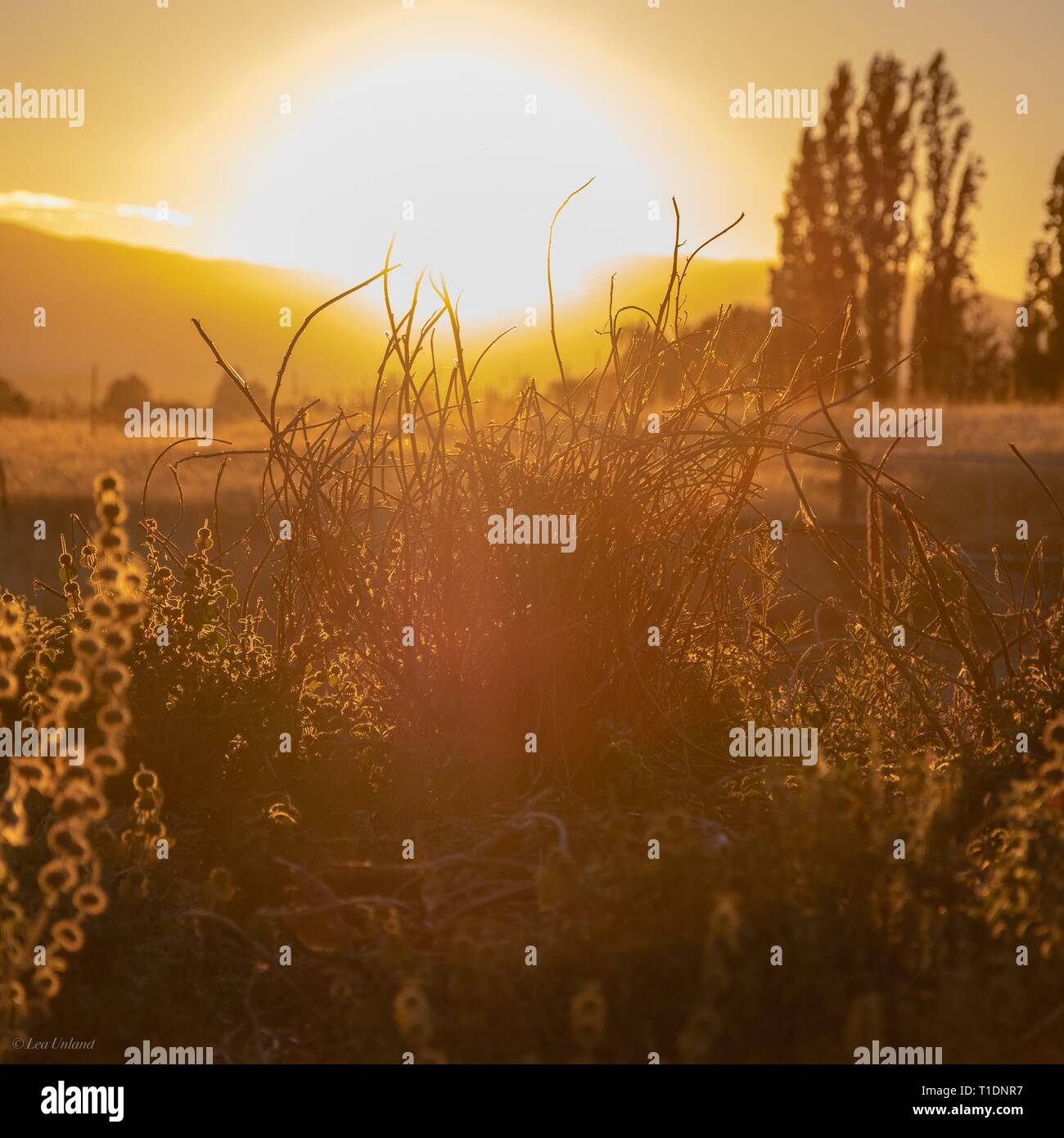 Wildflowers in the golden light of the rising sun Stock Photo - Alamy
