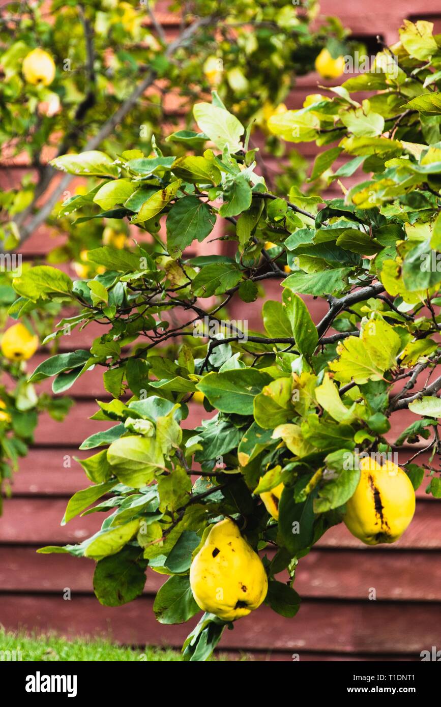 Ripe Quinces in front of a beautiful red building Stock Photo