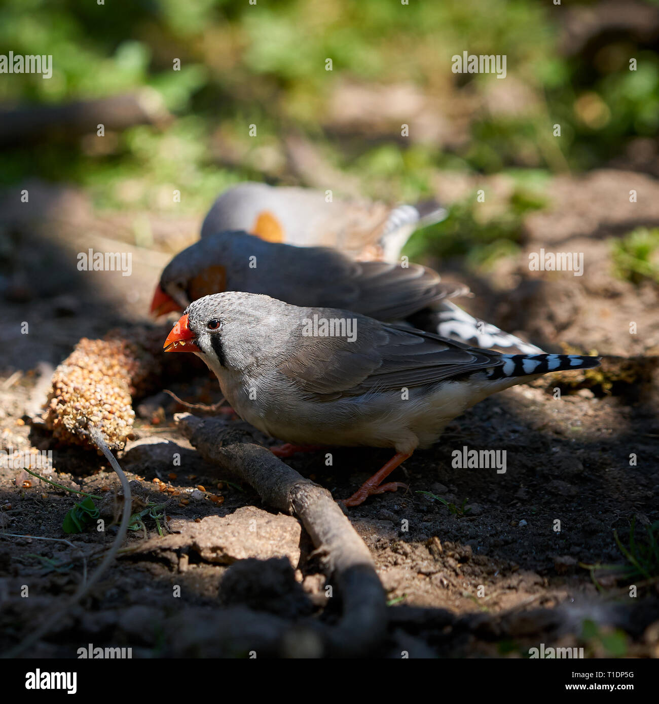 Zebra finches on the ground while eating Stock Photo