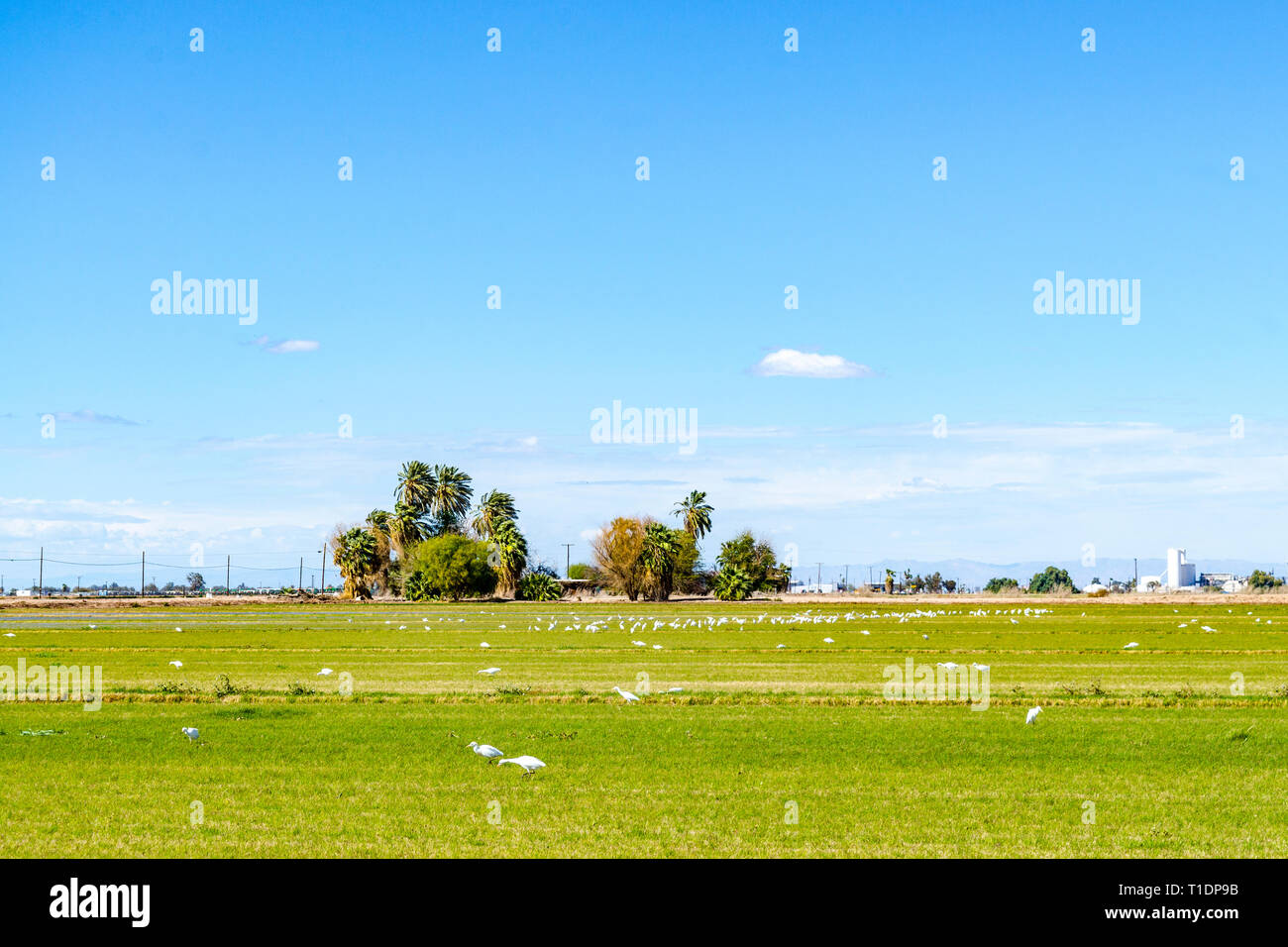 A large contingent of Little Egrets (Egretta garzetta)  hunt for insects in a field in the Imperial Valley of California USA Stock Photo