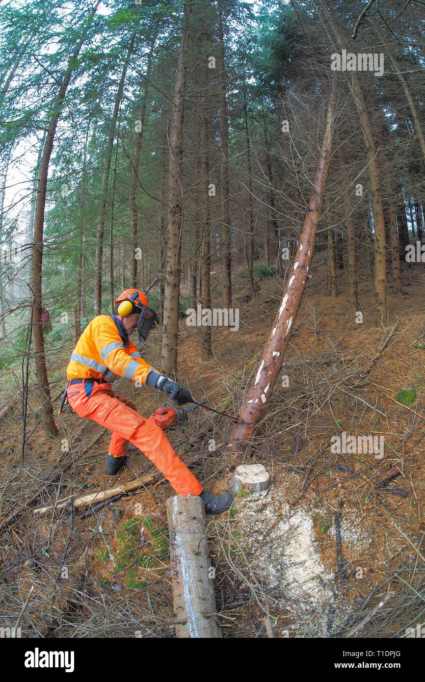 Man cuts wood in forest hi-res stock photography and images - Alamy