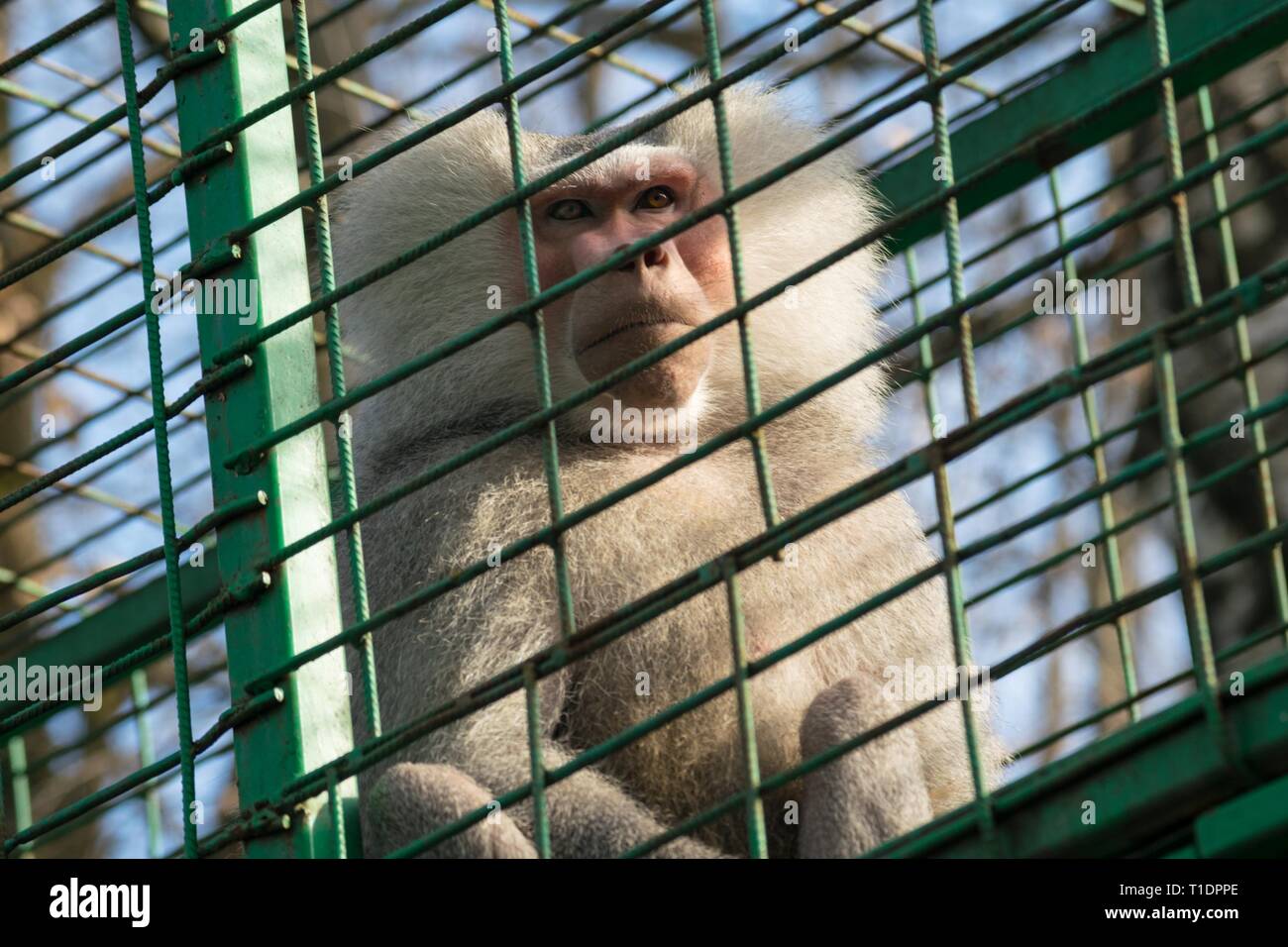 sad monkey in cage - macaque monkey held captive Stock Photo