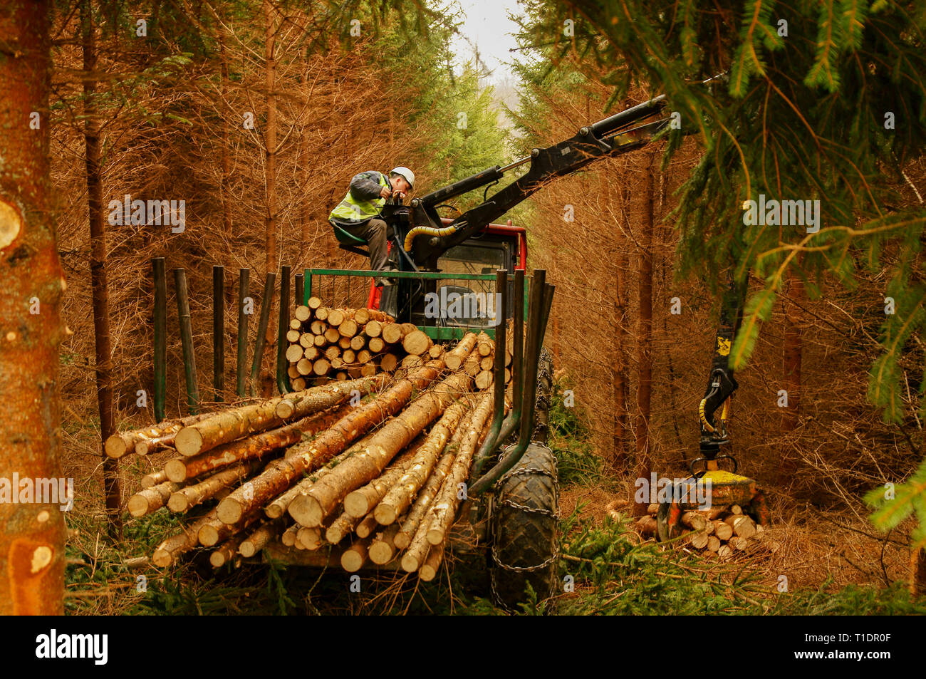 Timber harvesting in the forest. Wood transport. Stock Photo