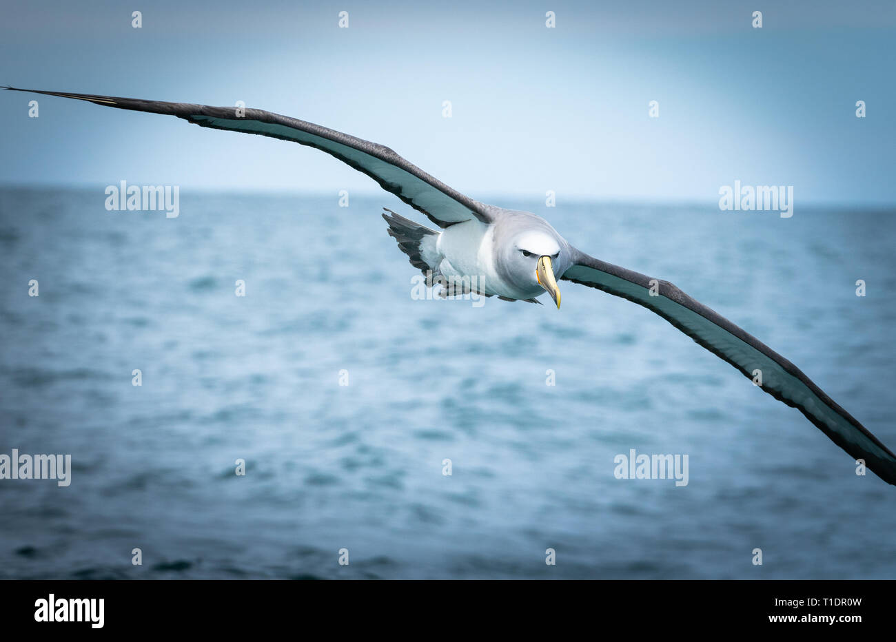 New Zealand coastal albatros seabird Stock Photo