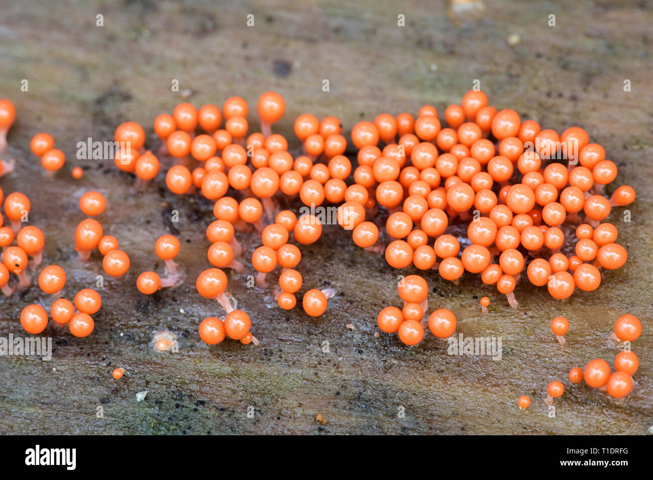Orange slime mold or mould, Trichia decipiens Stock Photo