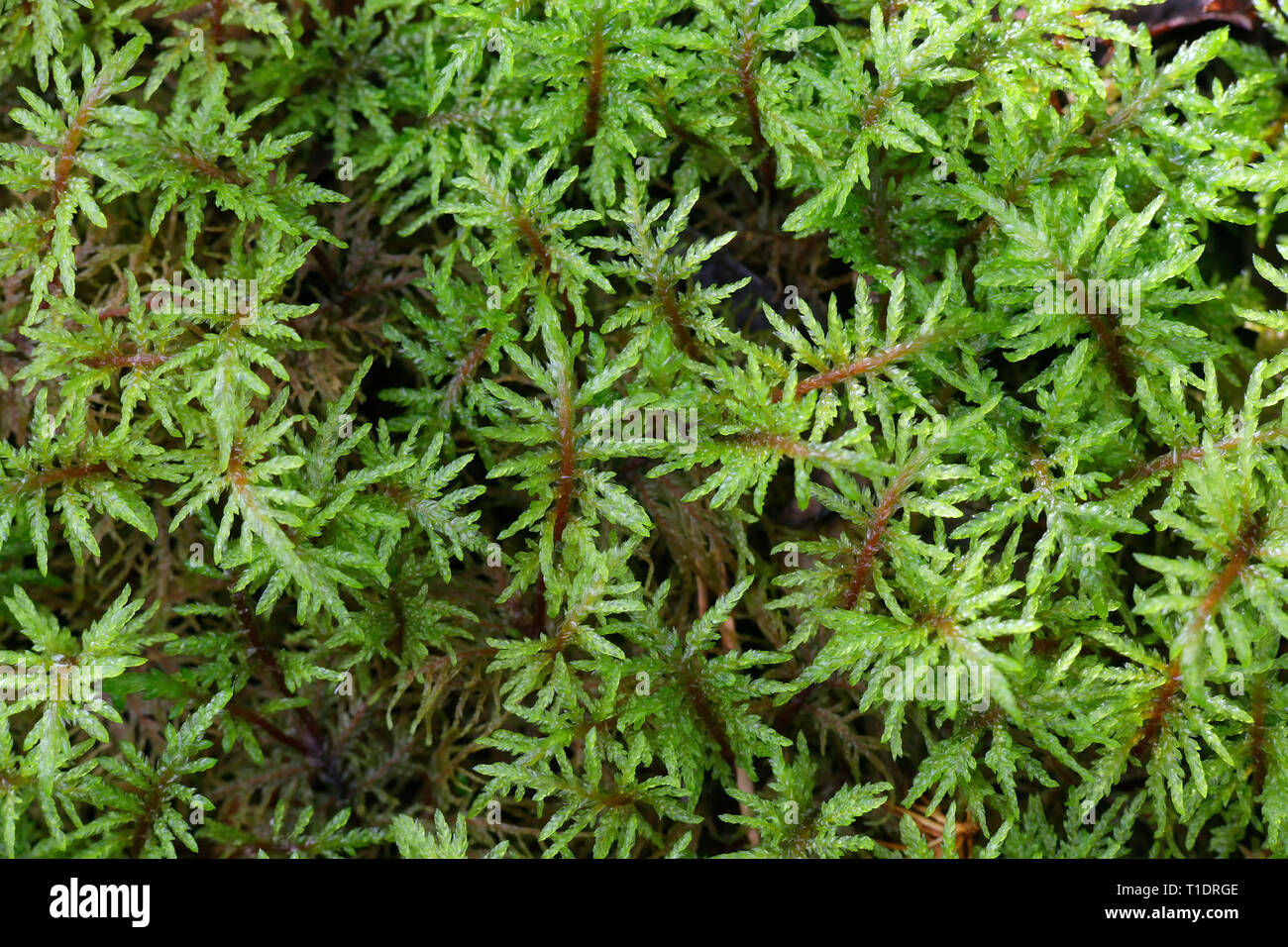 Pleurozium schreberi, the red-stemmed feathermoss or Schreber's big red stem moss Stock Photo