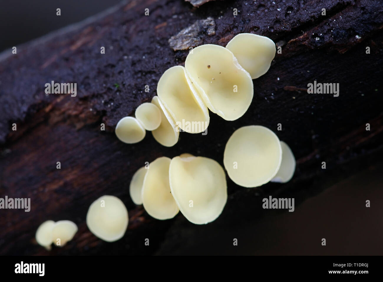 Sac fungi or ascomycetes, Helotiales of the genus Hymenoscyphus Stock Photo