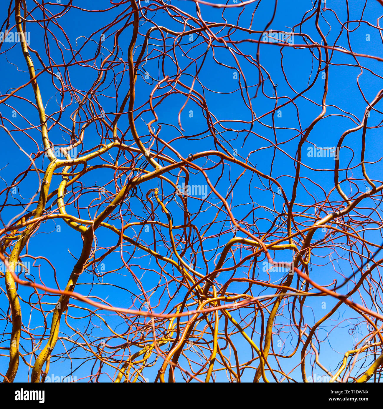 Corkscrew willow branches hi-res stock photography and images - Alamy