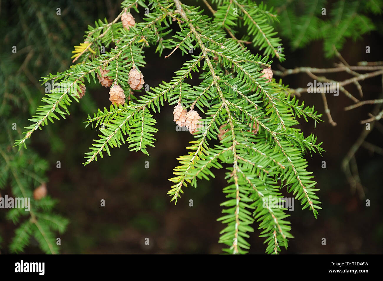 small cones and green needles on twig of a redwood tree Stock Photo