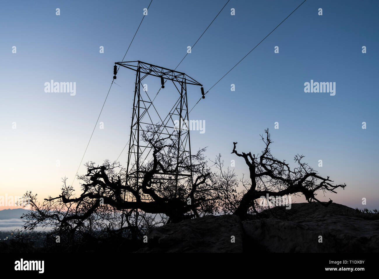 Oak tree and electric power tower sunrise above the San Fernando Valley in Los Angeles, California. Stock Photo