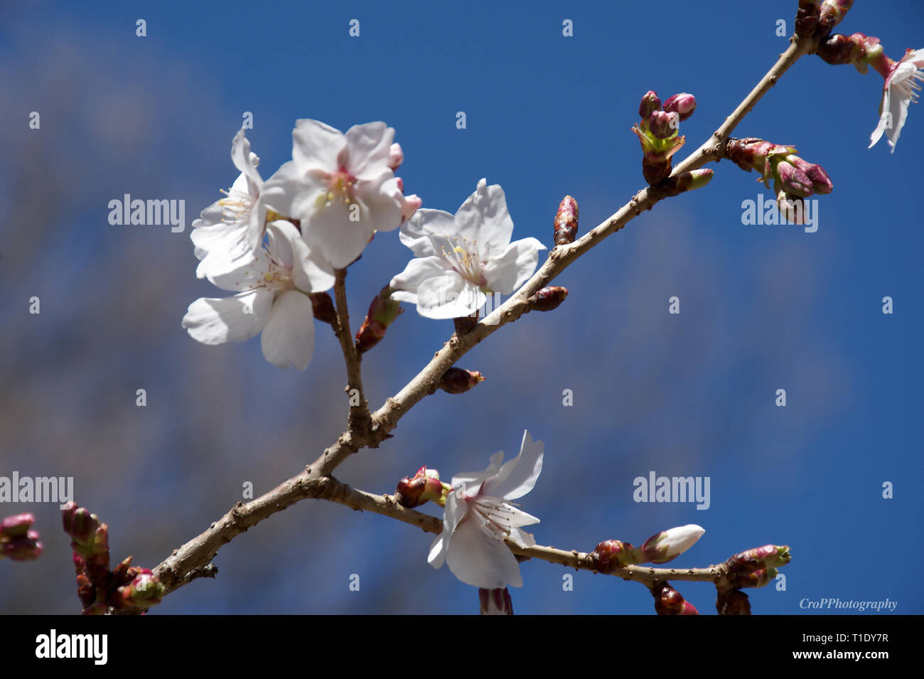 Prunus Leveilleana blooming in late March Stock Photo Alamy