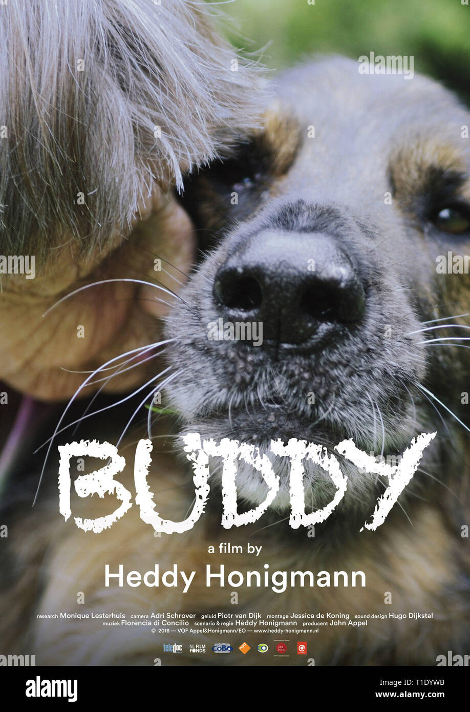 BUDDY, poster, 2018. © Amstelfilm / courtesy Everett Collection Stock ...