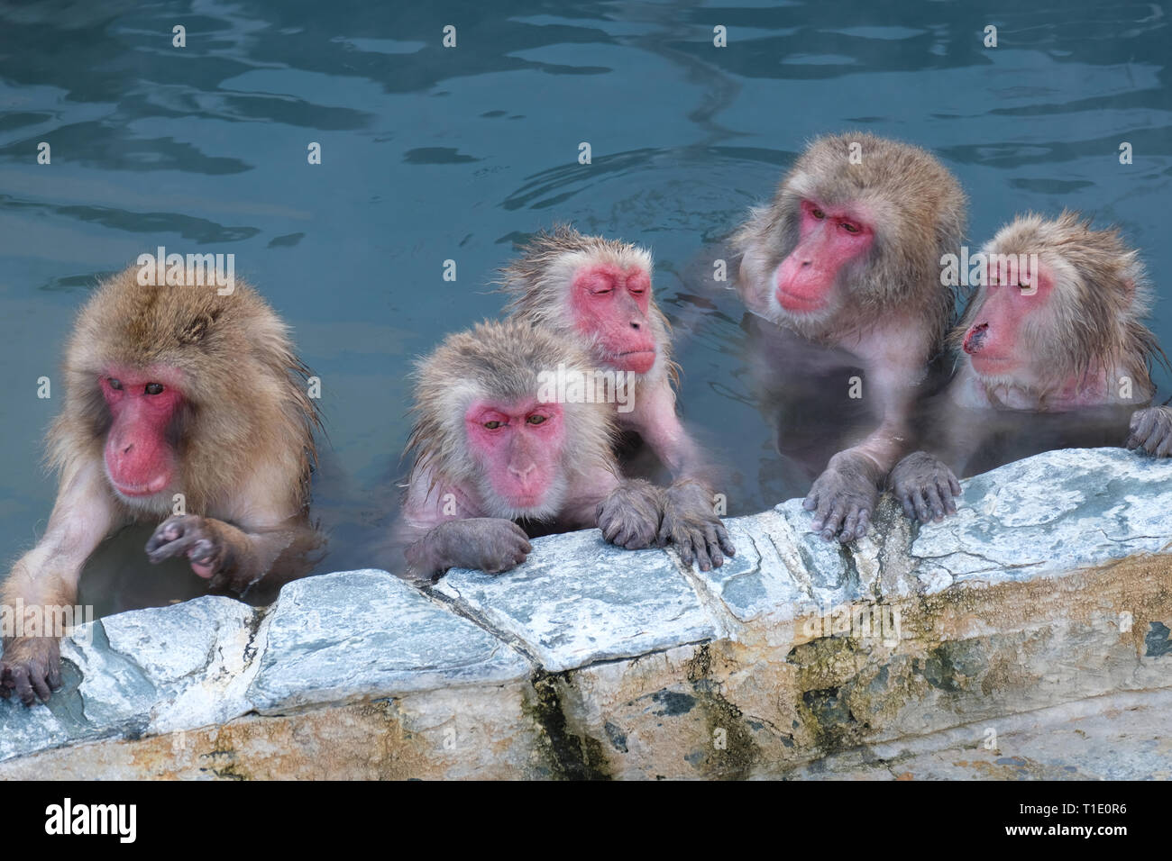 Monkey Onsen in Hakodate, Hokkaido, Japan Stock Photo