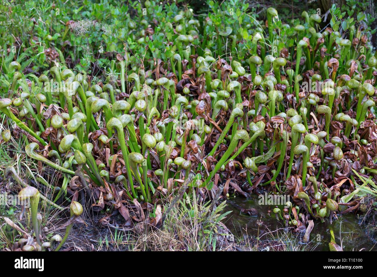 Darlingtonia californica, also known as Pitcher Plant or Cobra lily, growing at Darlingtonia Natural Site in Florence, OR, USA. Stock Photo