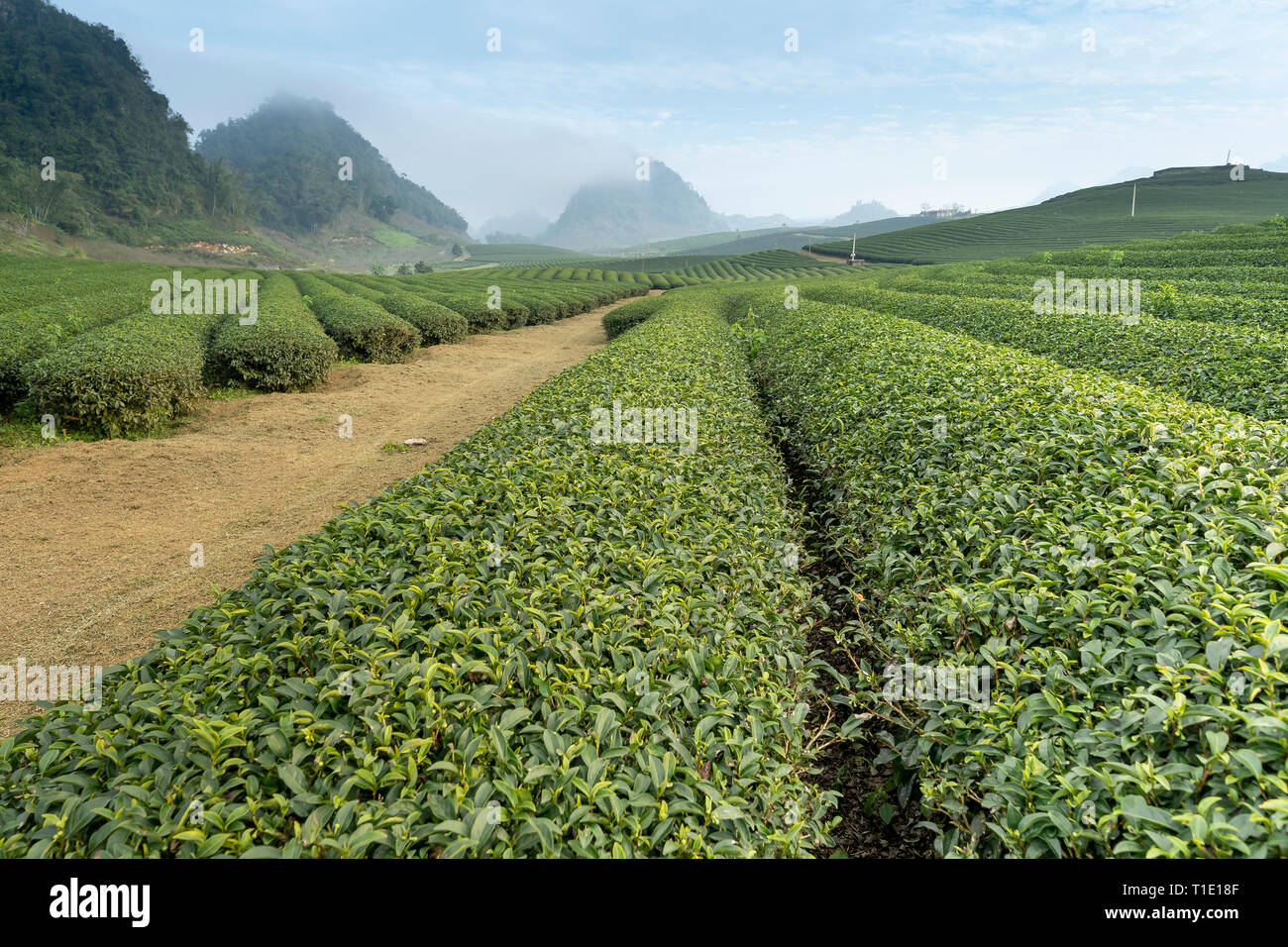 misty morning in green tea hill on Moc Chau Highland Stock Photo Alamy