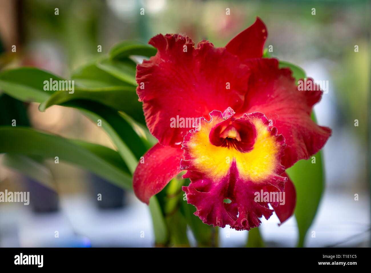 Close-up of noble beauty of Cattleya orchids  - Orchid orchid natural forest, Vietnam Stock Photo