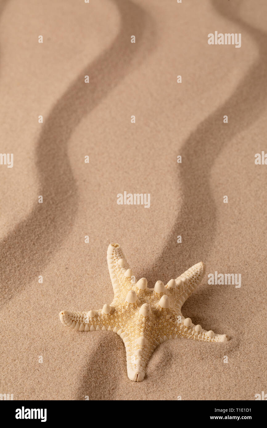 Starfish on the seashore and summer beach sand. Sea star on textured background with open copy space. Stock Photo