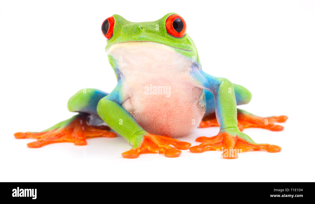 Red eyed monkey tree frog, Agalychnis callydrias. A tropical rain forest animal with vibrant eye isolated on a white background. Stock Photo
