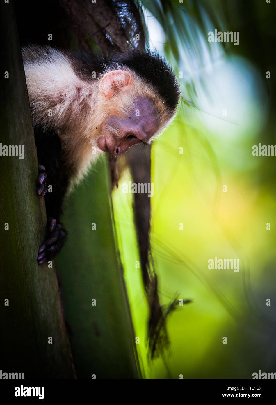 White faced capuchins in Manuel Antonio National Park, Costa Rica. Stock Photo
