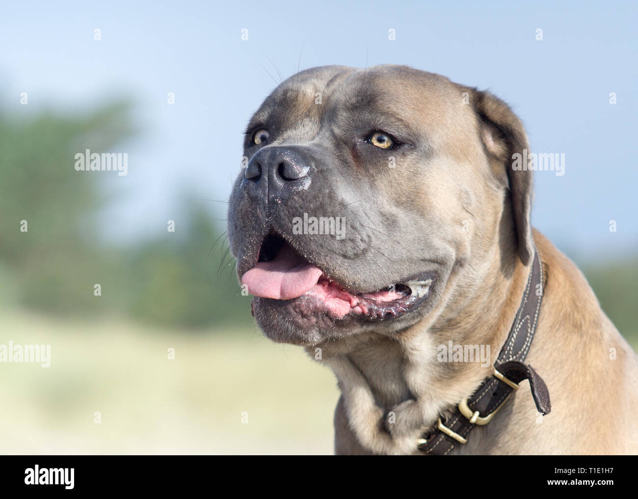 cane corso color formentino