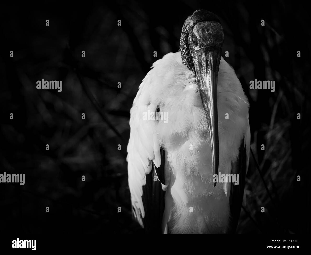 Sinister portrait of a wood stork in the everglades Stock Photo Alamy