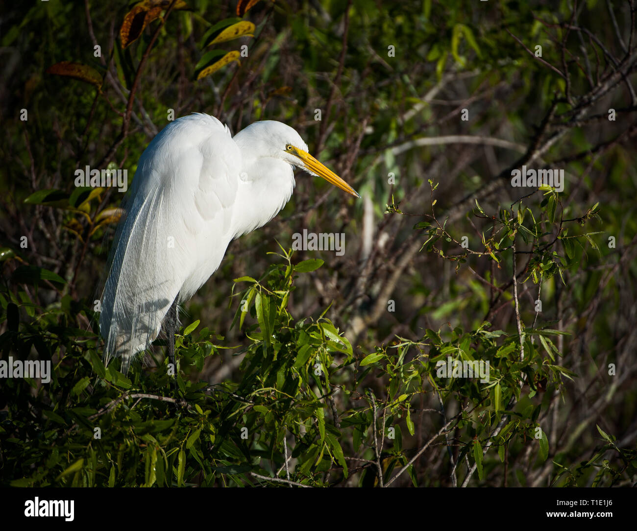 Great Egret resting in tree on The Anhinga Trail Stock Photo