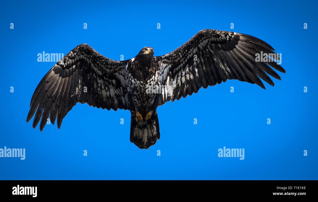 Bald eagle soaring against a bright blue sky. Stock Photo