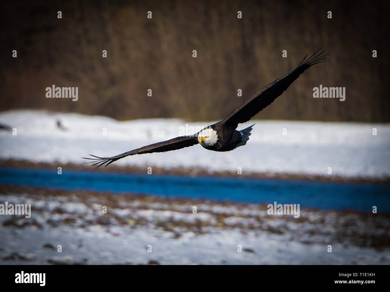 Bald eagle soaring along the Squamish river as they scavenge for the thousands of dead salmon that line the tributaries at Brackendale, BC, Canada. Stock Photo