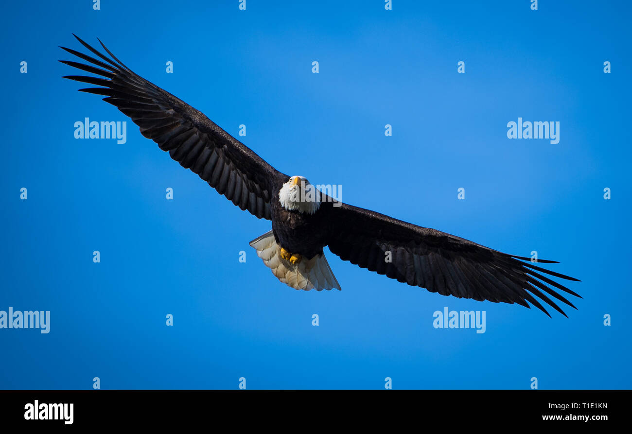 Bald eagle soaring against a bright blue sky. Stock Photo