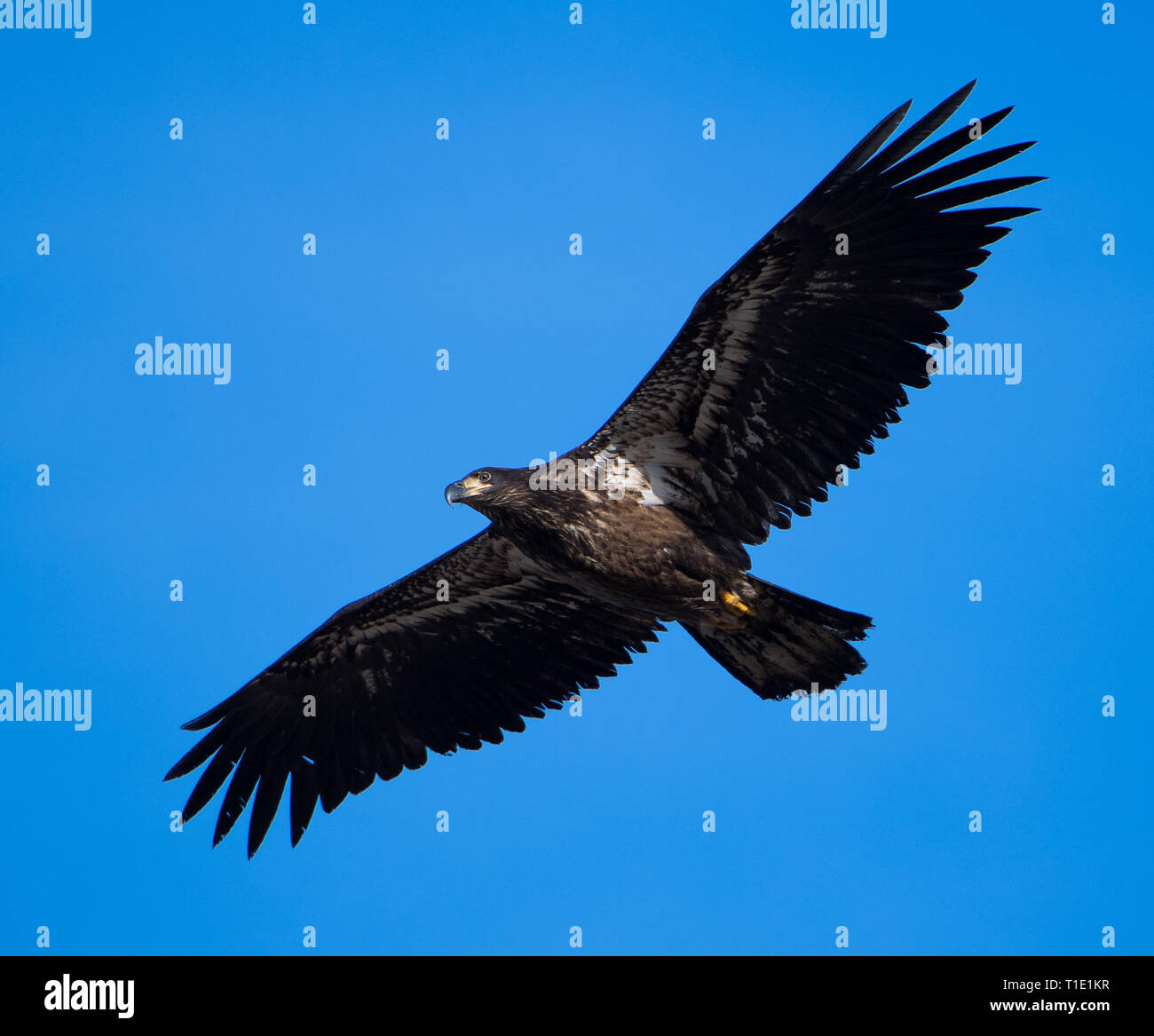 Bald eagle soaring against a bright blue sky. Stock Photo