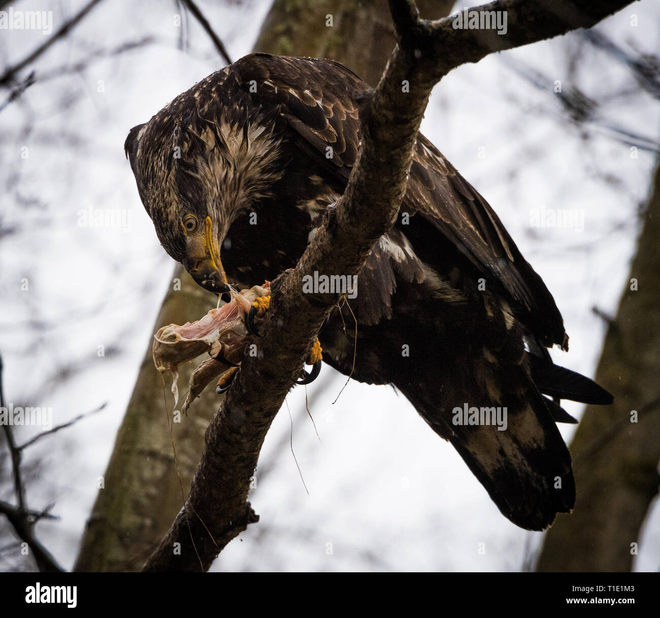 Juvenile bald eagle eating its prey in a tree. Stock Photo