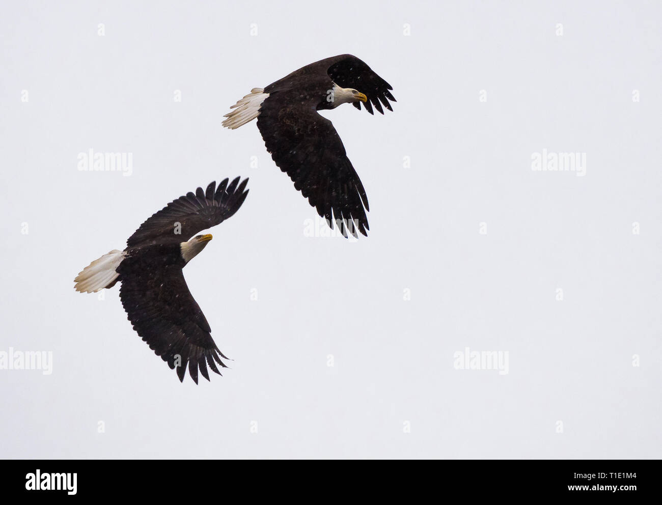 Pairs of bald eagles flying together Stock Photo Alamy