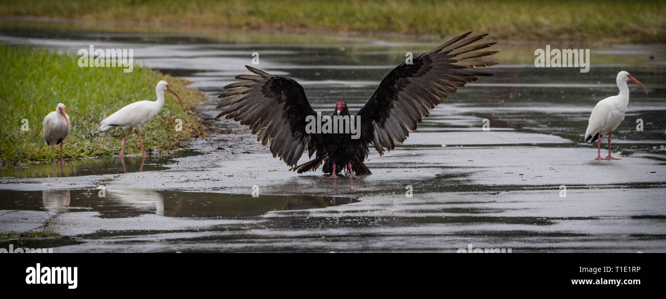 Turkey vulture expresses its dominance over a group of Ibis in the Everglades. Stock Photo