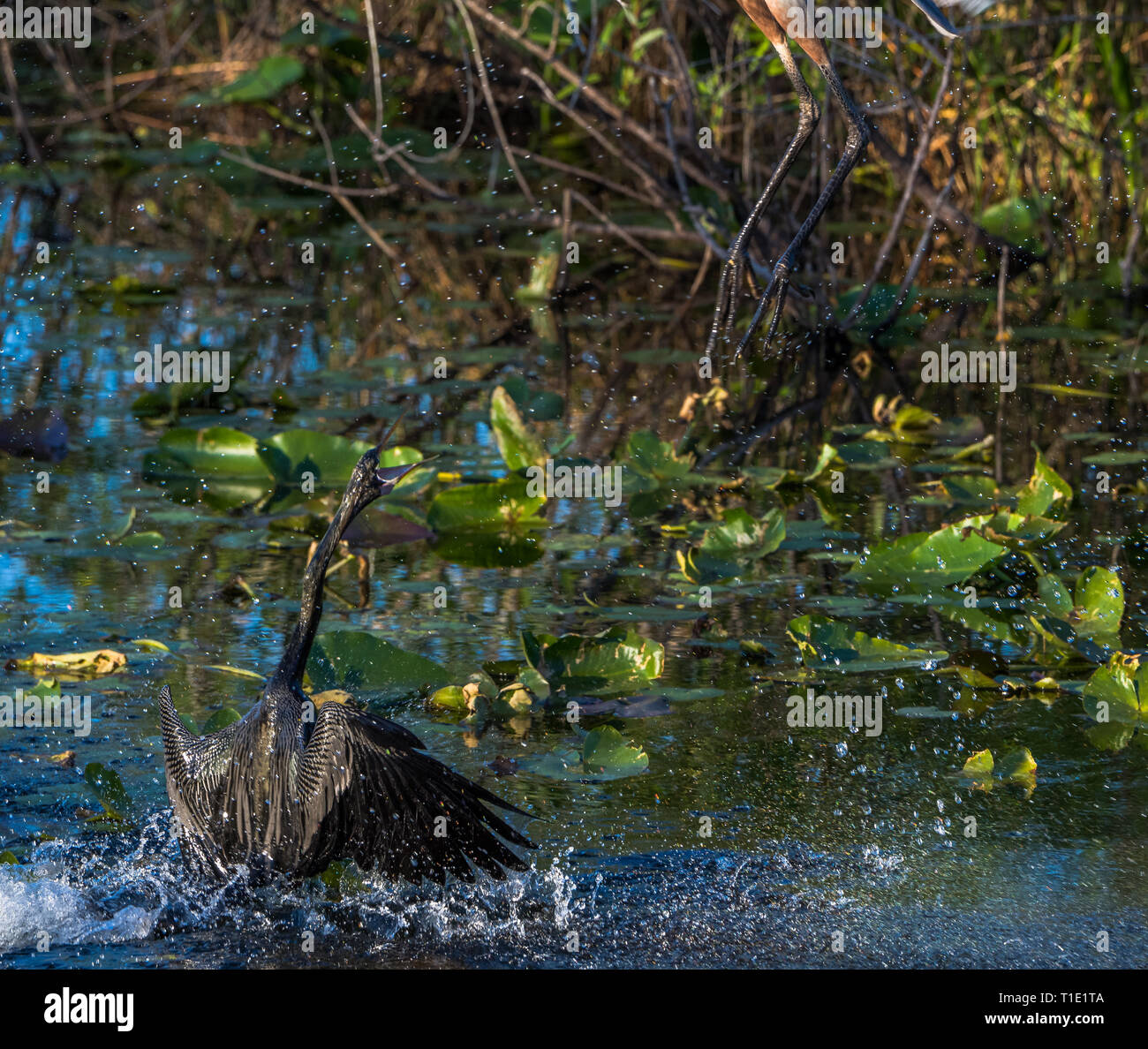 Multi-part action sequence images of an Anhinga launching itself out of the water to attack a great blue heron, in the Florida Everglades. Stock Photo