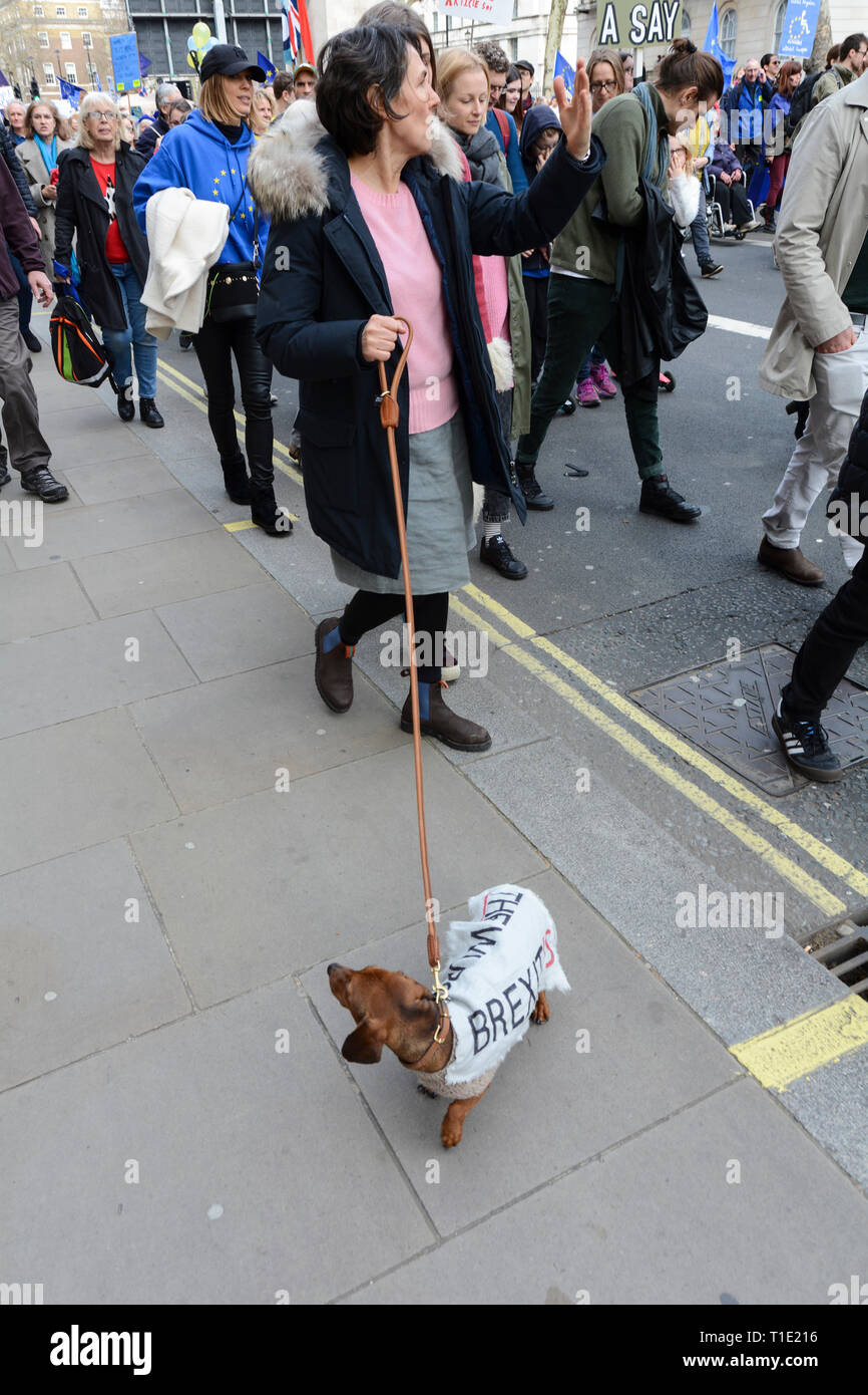 London, England, UK. 23 March 2019.  A Sausage dog participates in the People's Vote anti Brexit protest march Stock Photo