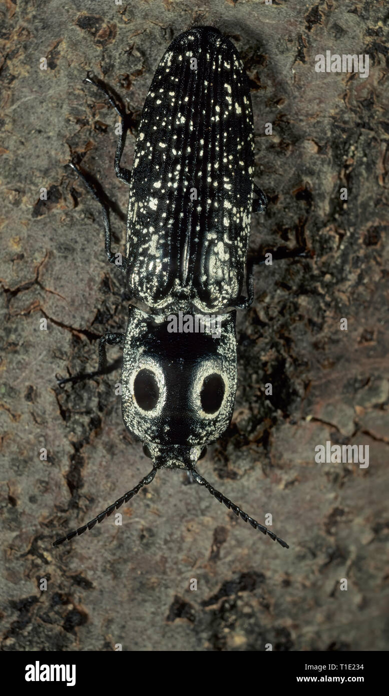 Eastern eyed click beetle (Alaus oculatus); at 25 to 45 mm in length