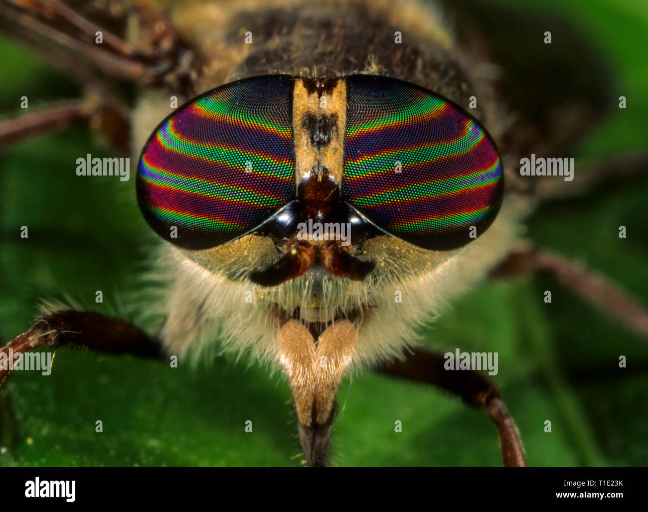 Highly iridescent eyes of horsefly (Tabanus sp.). Stock Photo