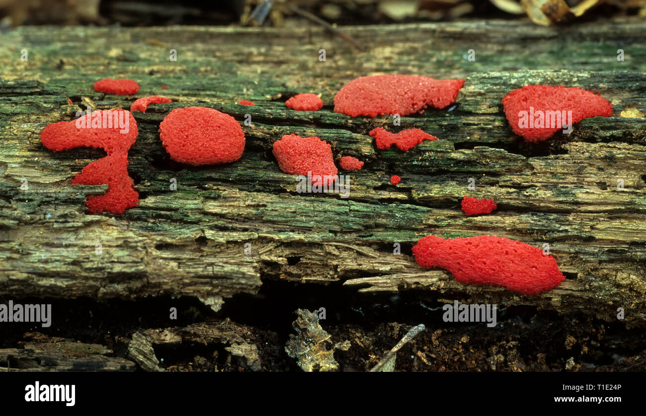 Strawberry slime mold (Tubifera ferruginols) on rotting log. Stock Photo