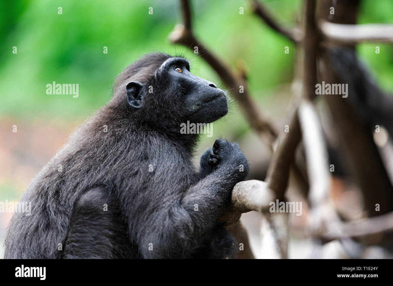 The Celebes crested macaque .  Crested black macaque, Sulawesi crested macaque, or the black ape.  Natural habitat. Sulawesi. Indonesia. Stock Photo