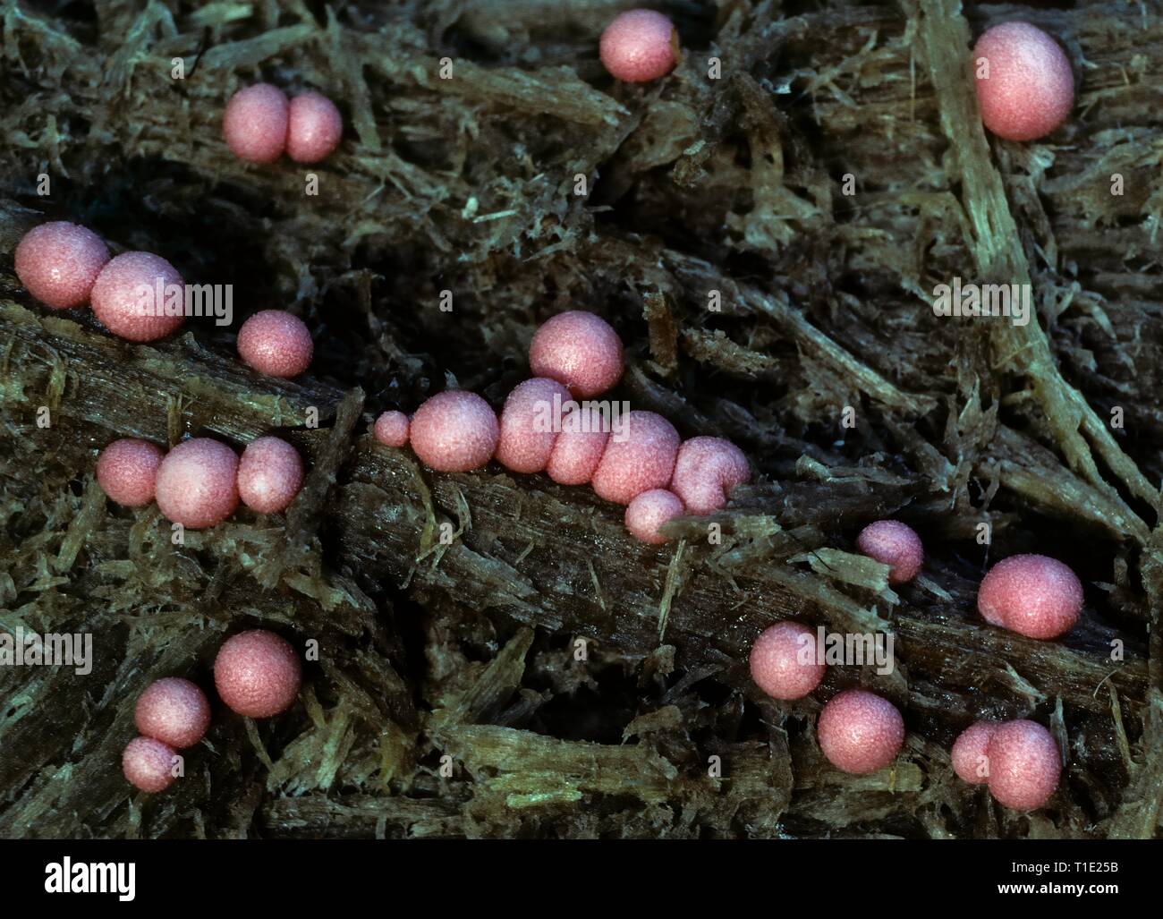 Fruiting bodies of wolf's-milk slime mold (Lycogala epidendrum) on rotting log. Northern Virginia, U.S.A. Stock Photo