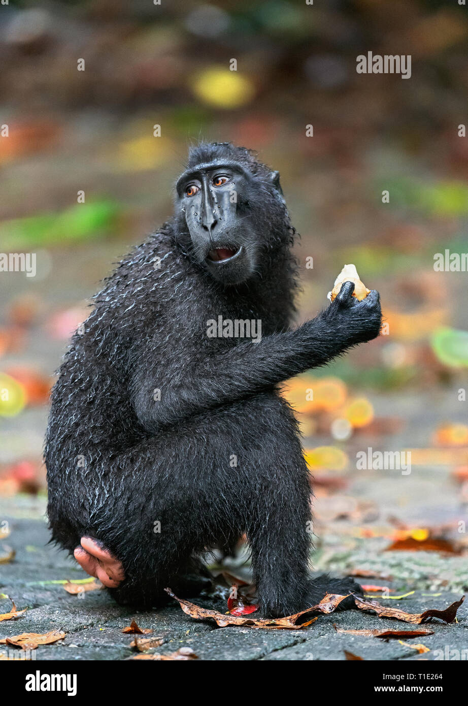 The Celebes crested macaque eating. Close up portrait. Crested black macaque, Sulawesi crested macaque, or the black ape.  Natural habitat. Sulawesi.  Stock Photo