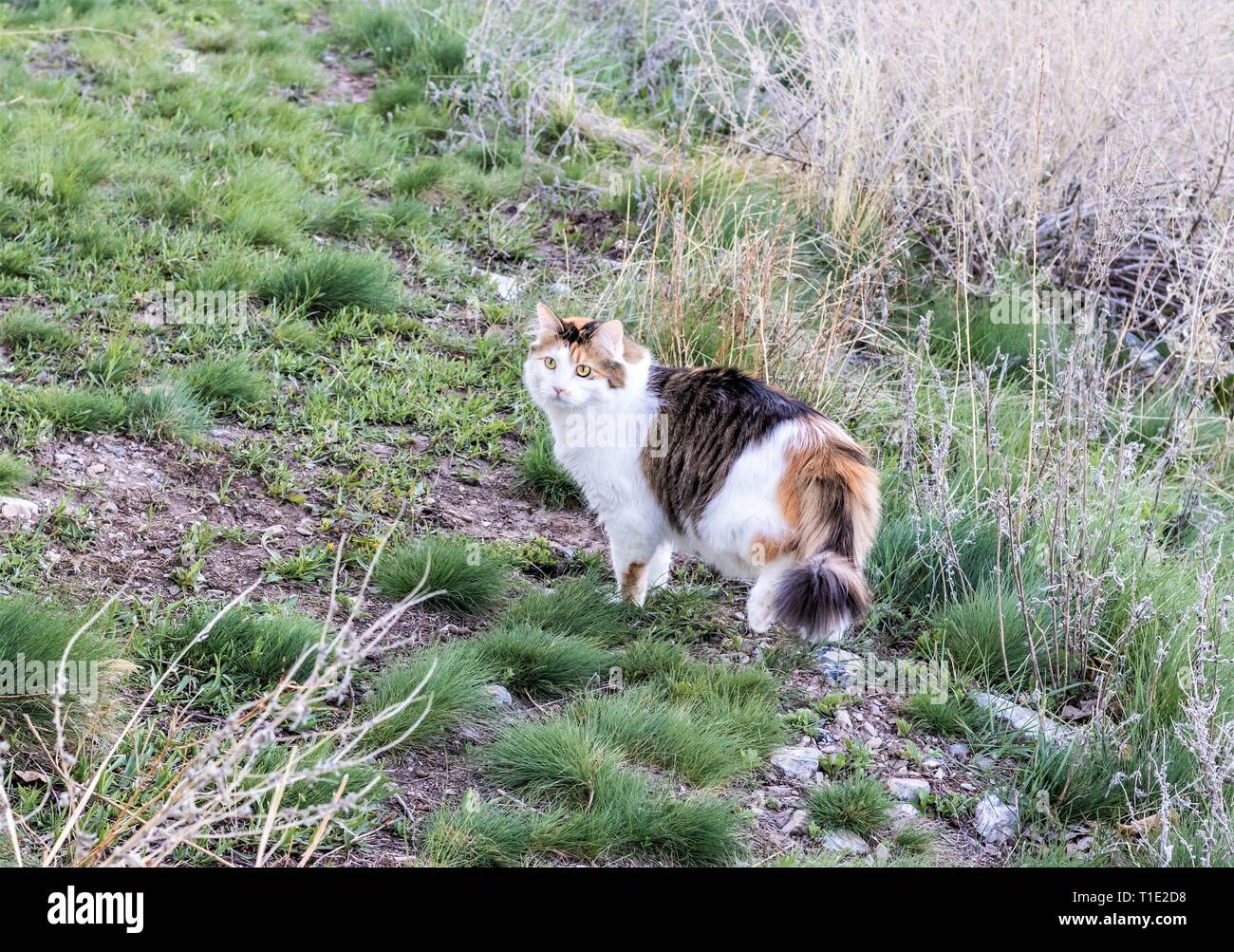 Norwegian Forest Cat Calico Outdoors Stock Photo 241869076 Alamy