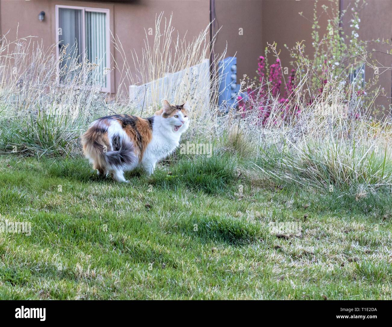 Norwegian Forest Cat, Calico, outdoors Stock Photo Alamy