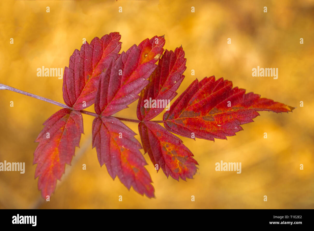 Mulberry Leaves Autumn High Resolution Stock Photography and Images - Alamy