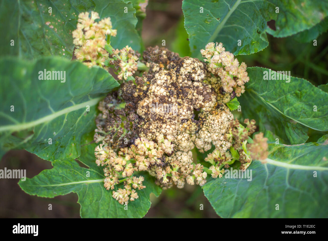 Diseased cauliflower caused due to the attack of fungus Sclerotinia sclerotiorum Stock Photo