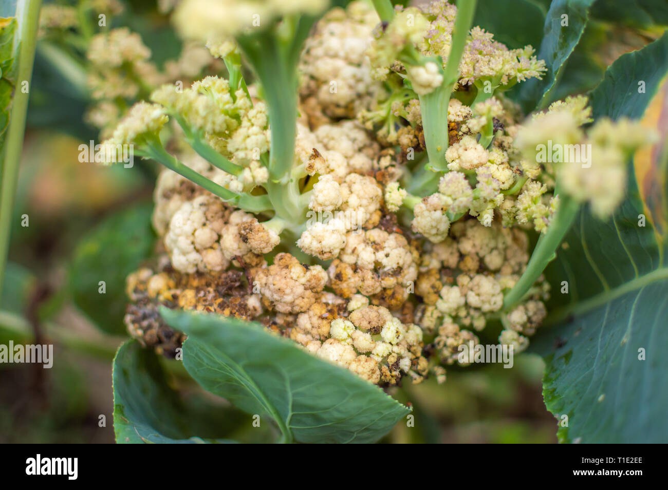 Decaying cauliflower caused due to fungal attack of Sclerotinia sclerotiorum Stock Photo