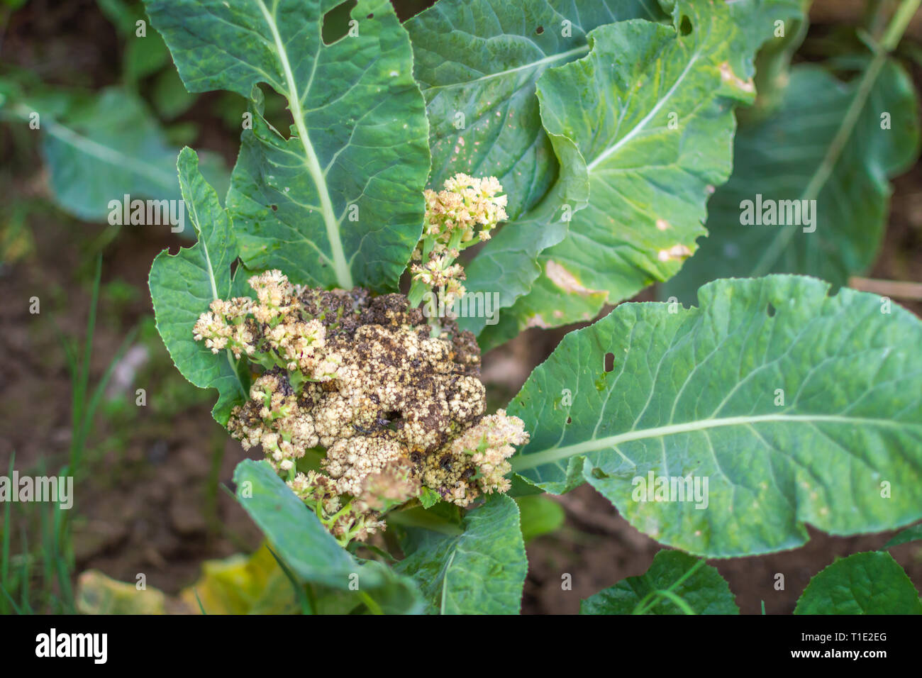 Severe fungal attack of Sclerotinia sclerotiorum on cauliflower Stock Photo